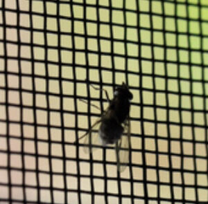 Tela Mosquiteiro Rolinho